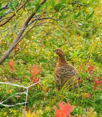 Rock ptarmigan