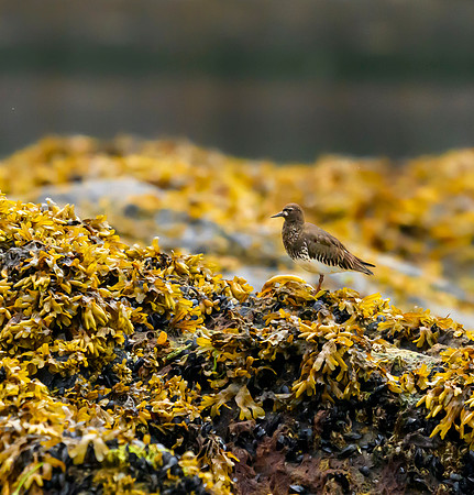 Alaska Uganik black turnstone