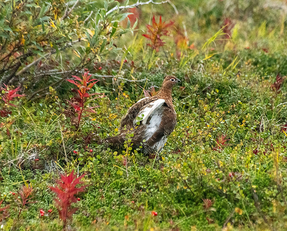 Rock ptarmigan