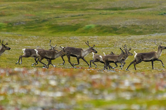 Caribou
