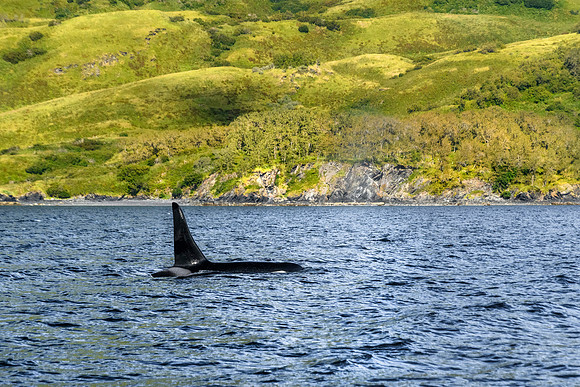 Orca Uganik bay_Quartz Creek Lodge