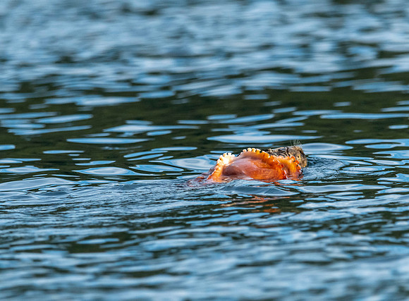 Sea otter with octopus