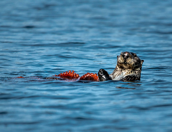 Sea otter with octopus