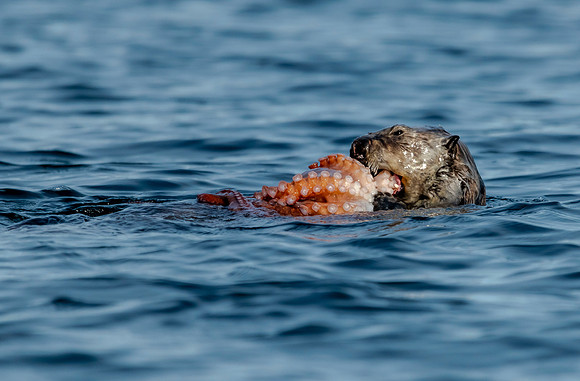 Sea otter with octopus