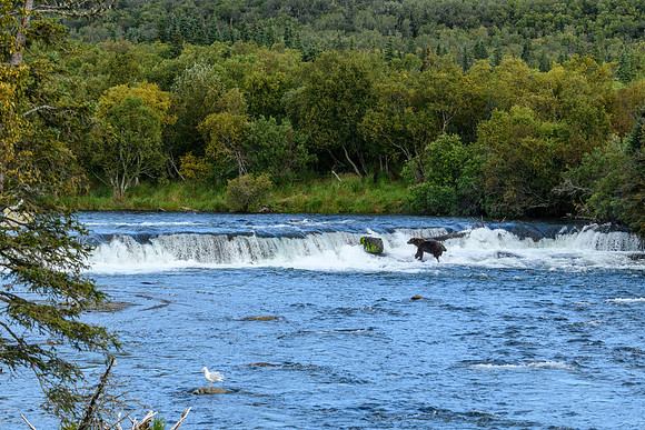 Brooks Falls