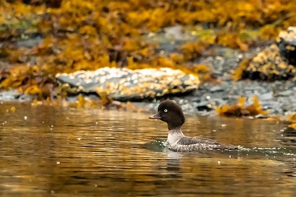 QuartzCreekLodge Goldeneye duck