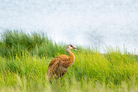 Sandhill crane_Homer_BSW