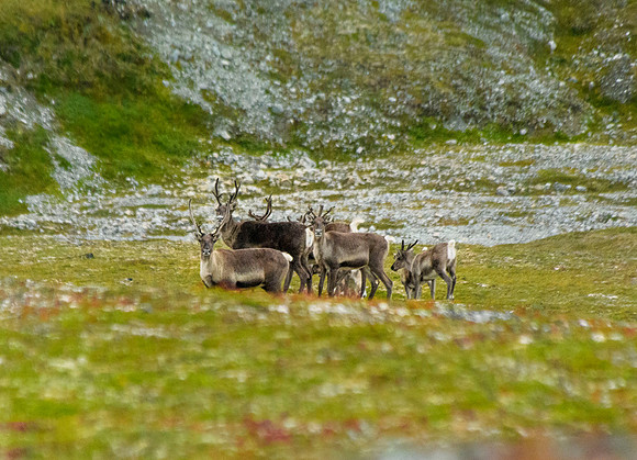 Caribou
