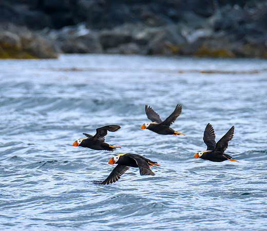 Horned puffins
