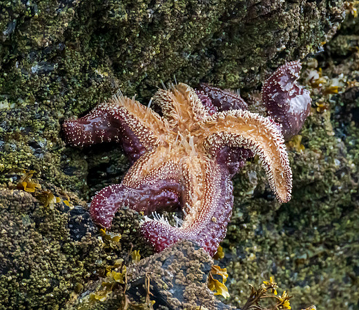 starfish