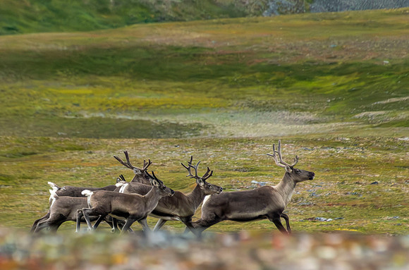 Caribou