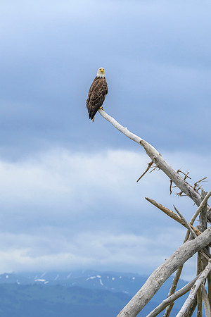 bald eagle