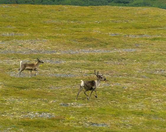 Caribou