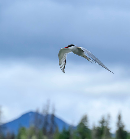 Arctic tern