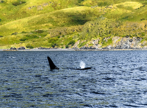 Orca Uganik bay_Quartz Creek Lodge
