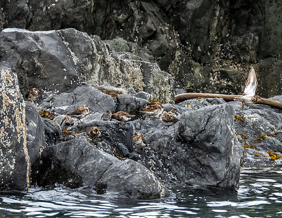 Surf birds