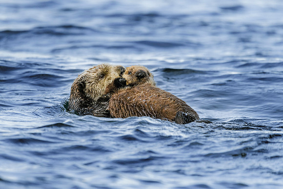 Sea otter and pup_QuartzCreekLodge_Sept2023_BSW_1055