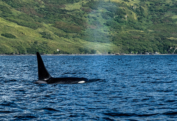 Orca Uganik bay_Quartz Creek Lodge