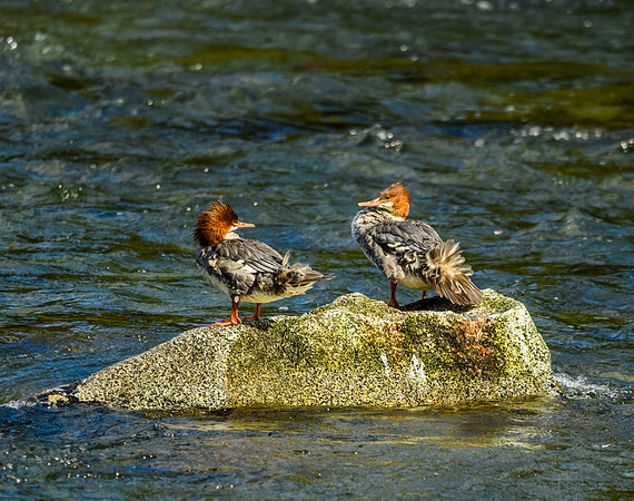 Mergansers