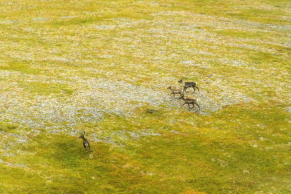 Caribou