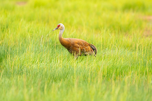 Sandhill crane_Homer